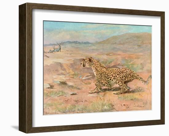 Cheetah in the Wild-Cuthbert Swan-Framed Art Print