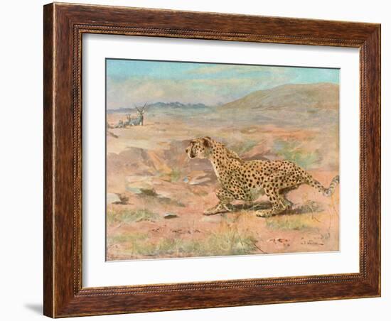 Cheetah in the Wild-Cuthbert Swan-Framed Art Print