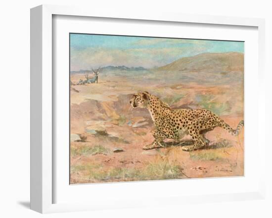 Cheetah in the Wild-Cuthbert Swan-Framed Art Print