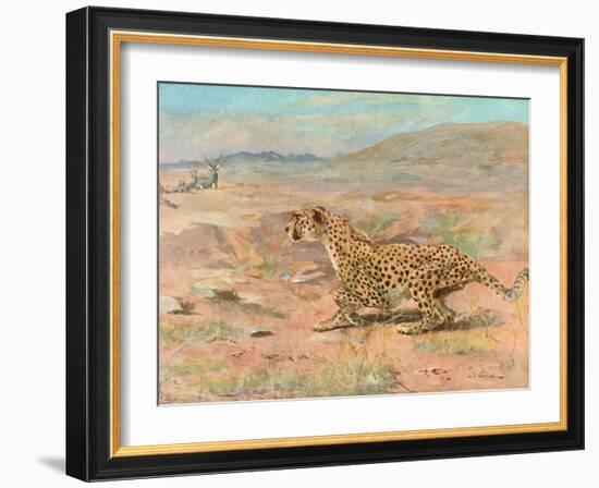 Cheetah in the Wild-Cuthbert Swan-Framed Art Print