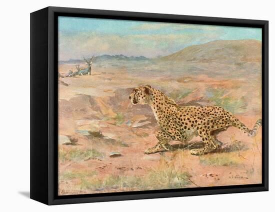 Cheetah in the Wild-Cuthbert Swan-Framed Stretched Canvas