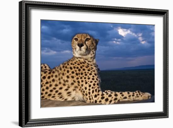 Cheetah Lying on Top of Safari Truck-null-Framed Photographic Print