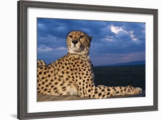 Cheetah Lying on Top of Safari Truck-null-Framed Photographic Print