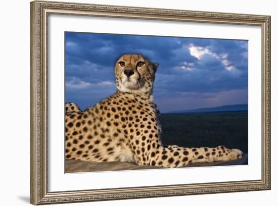 Cheetah Lying on Top of Safari Truck-null-Framed Photographic Print