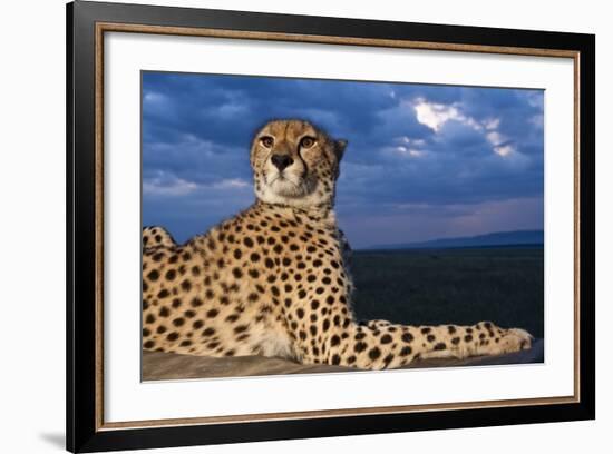 Cheetah Lying on Top of Safari Truck-null-Framed Photographic Print