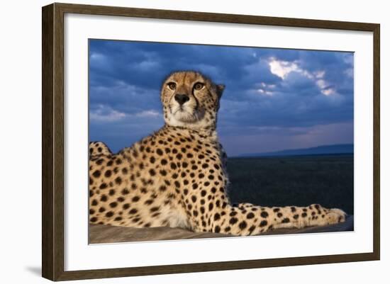 Cheetah Lying on Top of Safari Truck-null-Framed Photographic Print