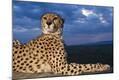Photographic Print