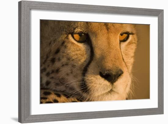 Cheetah, Masai Mara Game Reserve, Kenya-null-Framed Photographic Print