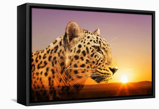 Cheetah, Masai Mara, Kenya, East Africa, Africa-Angelo Cavalli-Framed Premier Image Canvas