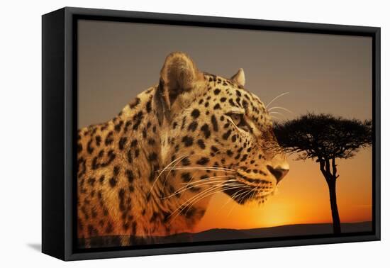 Cheetah, Masai Mara, Kenya, East Africa, Africa-Angelo Cavalli-Framed Premier Image Canvas