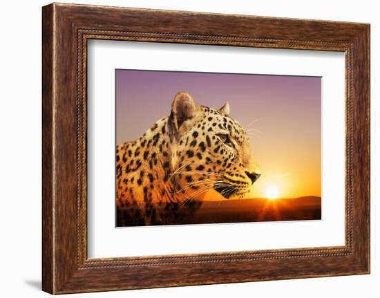 Cheetah, Masai Mara, Kenya, East Africa, Africa-Angelo Cavalli-Framed Photographic Print