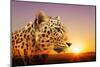 Cheetah, Masai Mara, Kenya, East Africa, Africa-Angelo Cavalli-Mounted Photographic Print