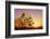 Cheetah, Masai Mara, Kenya, East Africa, Africa-Angelo Cavalli-Framed Photographic Print