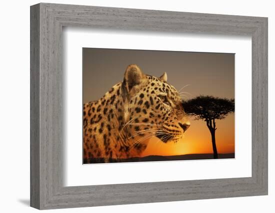 Cheetah, Masai Mara, Kenya, East Africa, Africa-Angelo Cavalli-Framed Photographic Print