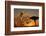 Cheetah, Masai Mara, Kenya, East Africa, Africa-Angelo Cavalli-Framed Photographic Print