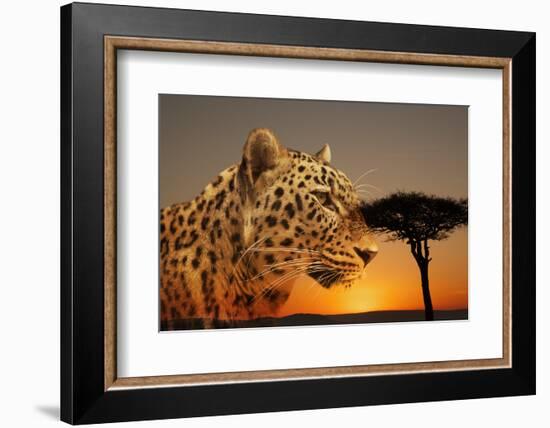 Cheetah, Masai Mara, Kenya, East Africa, Africa-Angelo Cavalli-Framed Photographic Print