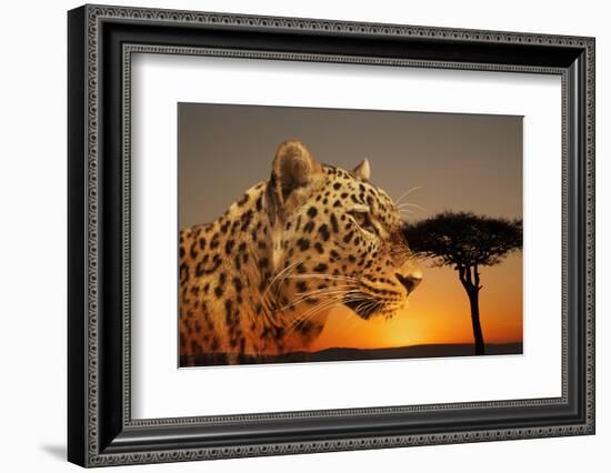 Cheetah, Masai Mara, Kenya, East Africa, Africa-Angelo Cavalli-Framed Photographic Print