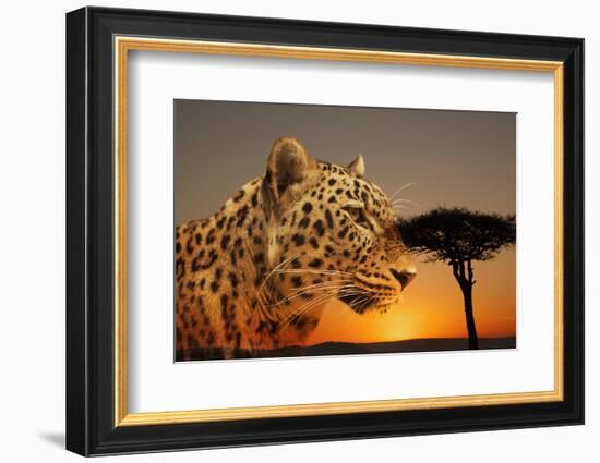 Cheetah, Masai Mara, Kenya, East Africa, Africa-Angelo Cavalli-Framed Photographic Print