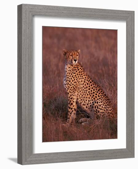 Cheetah, Masai Mara, Kenya-Dee Ann Pederson-Framed Photographic Print