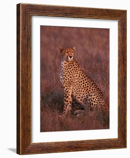 Cheetah, Masai Mara, Kenya-Dee Ann Pederson-Framed Photographic Print