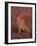 Cheetah, Masai Mara, Kenya-Dee Ann Pederson-Framed Photographic Print