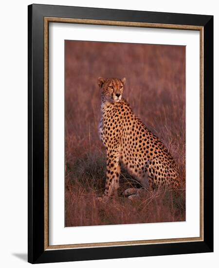 Cheetah, Masai Mara, Kenya-Dee Ann Pederson-Framed Photographic Print