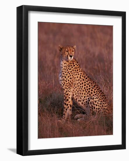 Cheetah, Masai Mara, Kenya-Dee Ann Pederson-Framed Photographic Print