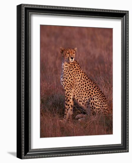 Cheetah, Masai Mara, Kenya-Dee Ann Pederson-Framed Photographic Print