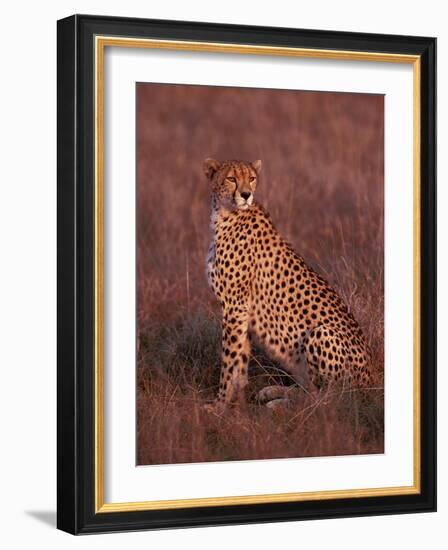 Cheetah, Masai Mara, Kenya-Dee Ann Pederson-Framed Photographic Print