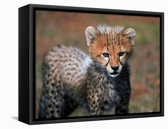 Cheetah, Masai Mara, Kenya-Joe Restuccia III-Framed Premier Image Canvas