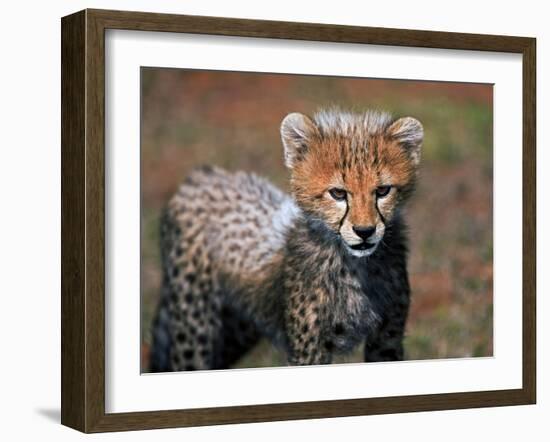 Cheetah, Masai Mara, Kenya-Joe Restuccia III-Framed Photographic Print