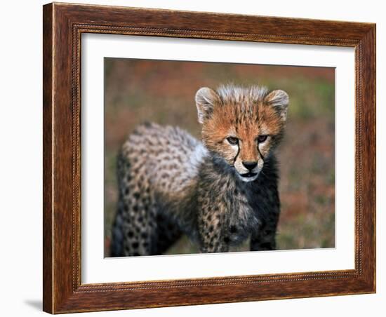 Cheetah, Masai Mara, Kenya-Joe Restuccia III-Framed Photographic Print