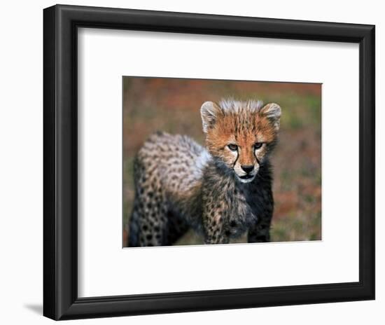 Cheetah, Masai Mara, Kenya-Joe Restuccia III-Framed Photographic Print