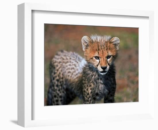 Cheetah, Masai Mara, Kenya-Joe Restuccia III-Framed Photographic Print