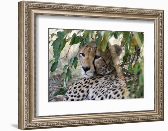 Cheetah, Masai Mara, Kenya.-Sergio Pitamitz-Framed Photographic Print