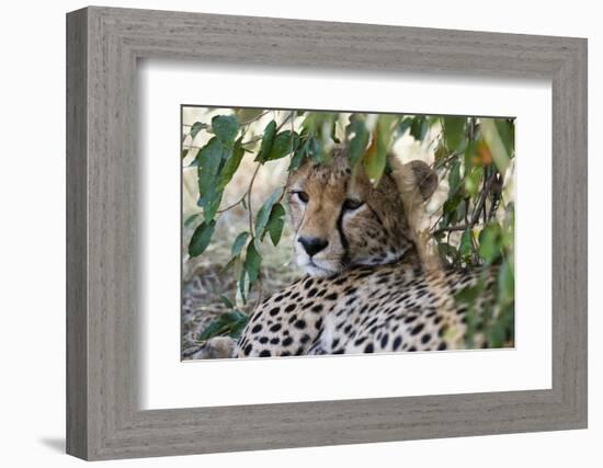 Cheetah, Masai Mara, Kenya.-Sergio Pitamitz-Framed Photographic Print