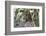 Cheetah, Masai Mara, Kenya.-Sergio Pitamitz-Framed Photographic Print