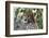 Cheetah, Masai Mara, Kenya.-Sergio Pitamitz-Framed Photographic Print