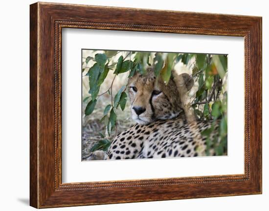 Cheetah, Masai Mara, Kenya.-Sergio Pitamitz-Framed Photographic Print