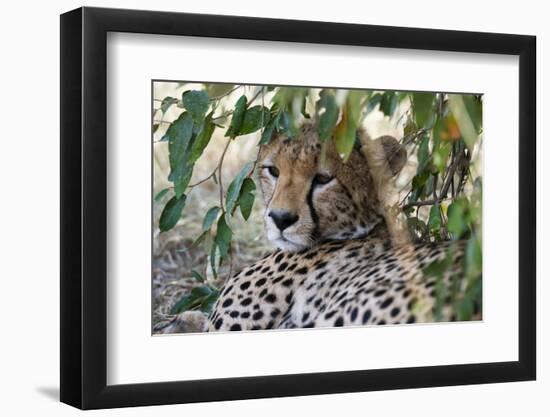 Cheetah, Masai Mara, Kenya.-Sergio Pitamitz-Framed Photographic Print