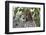 Cheetah, Masai Mara, Kenya.-Sergio Pitamitz-Framed Photographic Print