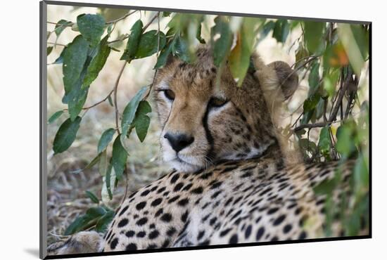 Cheetah, Masai Mara, Kenya.-Sergio Pitamitz-Mounted Photographic Print