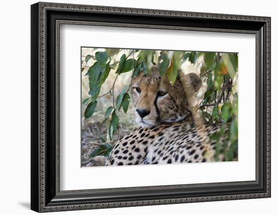 Cheetah, Masai Mara, Kenya.-Sergio Pitamitz-Framed Photographic Print