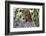 Cheetah, Masai Mara, Kenya.-Sergio Pitamitz-Framed Photographic Print