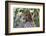 Cheetah, Masai Mara, Kenya.-Sergio Pitamitz-Framed Photographic Print