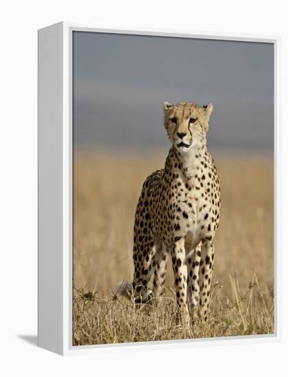 Cheetah, Masai Mara National Reserve, Kenya, East Africa, Africa-James Hager-Framed Premier Image Canvas