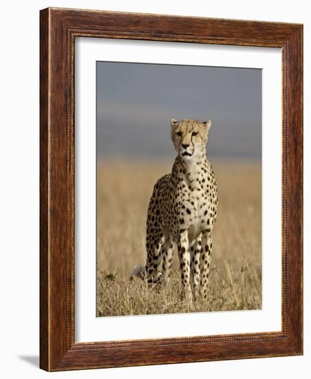 Cheetah, Masai Mara National Reserve, Kenya, East Africa, Africa-James Hager-Framed Photographic Print