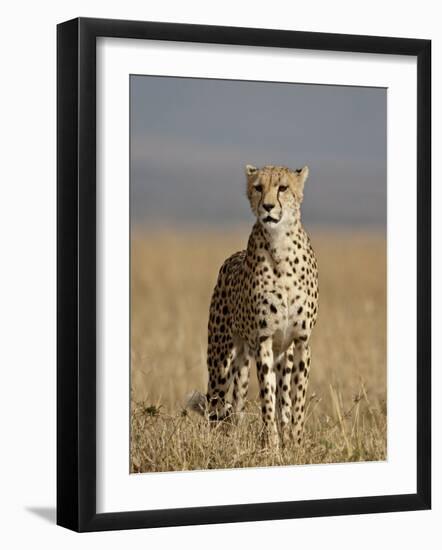 Cheetah, Masai Mara National Reserve, Kenya, East Africa, Africa-James Hager-Framed Photographic Print