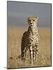 Cheetah, Masai Mara National Reserve, Kenya, East Africa, Africa-James Hager-Mounted Photographic Print