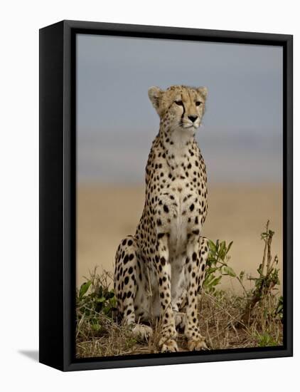Cheetah, Masai Mara National Reserve, Kenya, East Africa, Africa-James Hager-Framed Premier Image Canvas